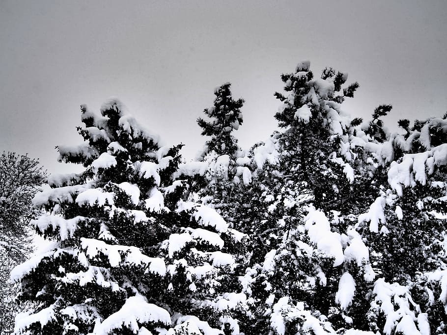 trees, snow, winter, grey, cold, cold temperature, plant, beauty in nature HD wallpaper