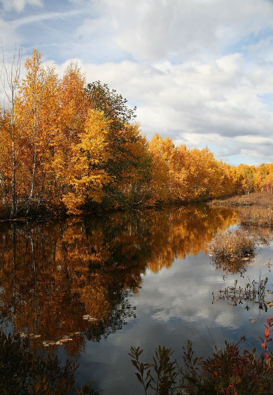autumn, forest, lake, reflection, autumn forest, golden autumn HD wallpaper