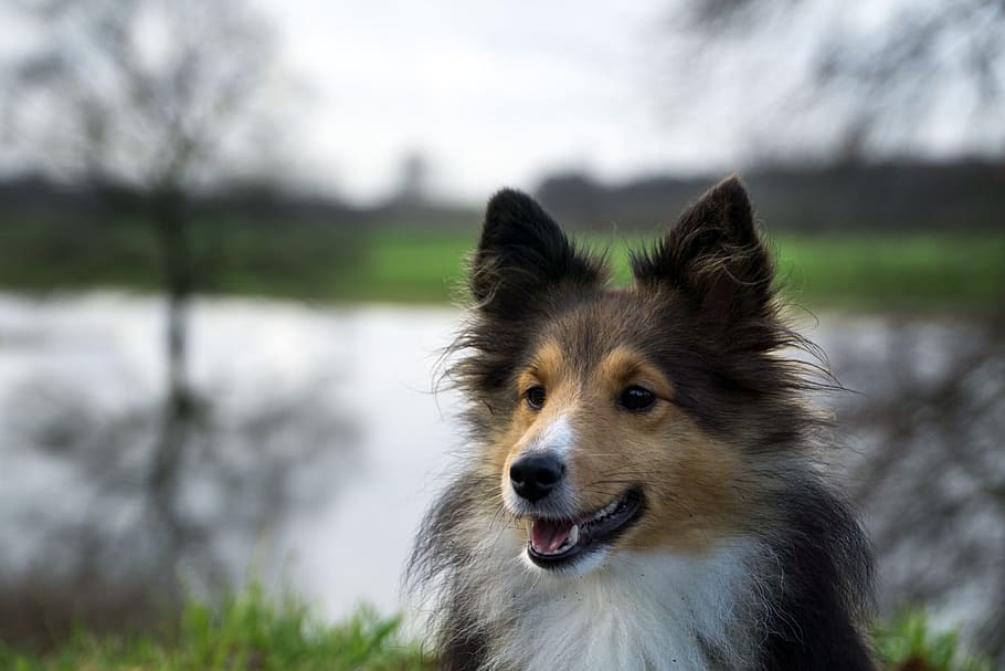 dog, sheltie, close, trees, one animal, pets, domestic, canine HD wallpaper
