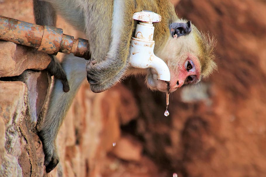 monkey drinking on faucet, nature, mammals, animals, at the court of HD wallpaper