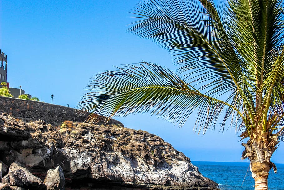 Palm, Sea, Rock, Beach, Island, Sky, summer, palm tree, blue HD wallpaper