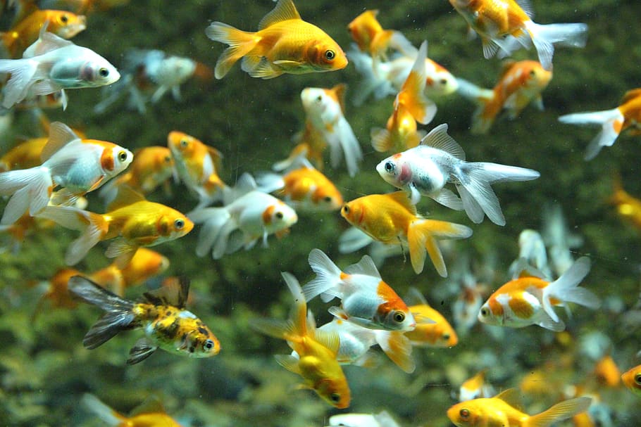 HD wallpaper: fish, goldfish, aquarium, water, swim, underwater, animals |  Wallpaper Flare