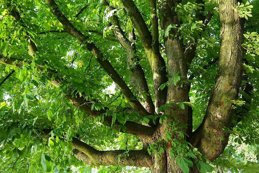 chestnut, buckeye, tree, branches, aesthetic, massive, powerful HD wallpaper