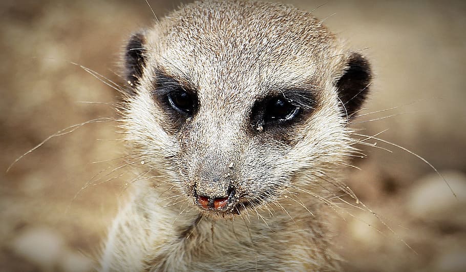 Meerkat, Animal, Nature, Curious, Small, fur, guard, attention, HD wallpaper