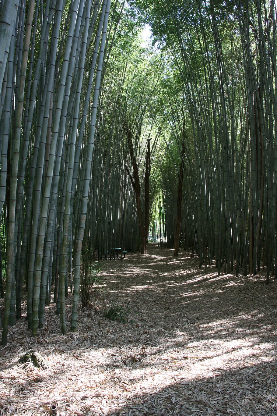 bamboo, forest, tropics, tree, plant, growth, tranquility, land HD wallpaper