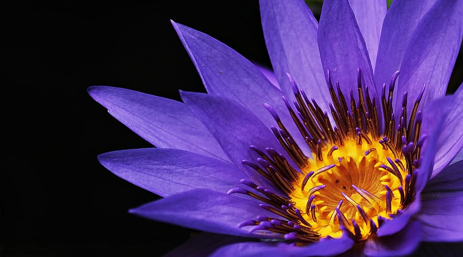 closeup photography of purple petaled flower, focus, water lily, HD wallpaper