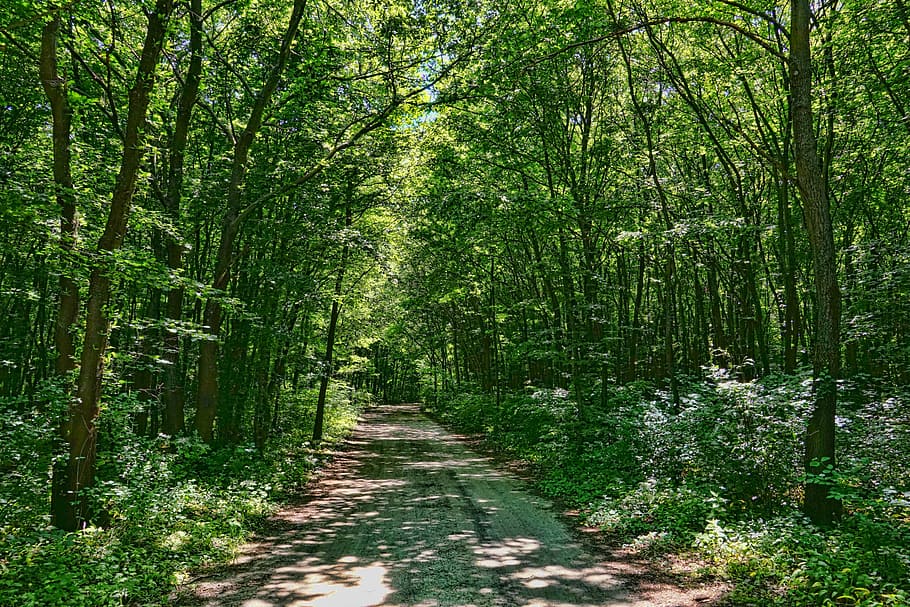pathway between trees with sunlight passing through, deciduous forest HD wallpaper
