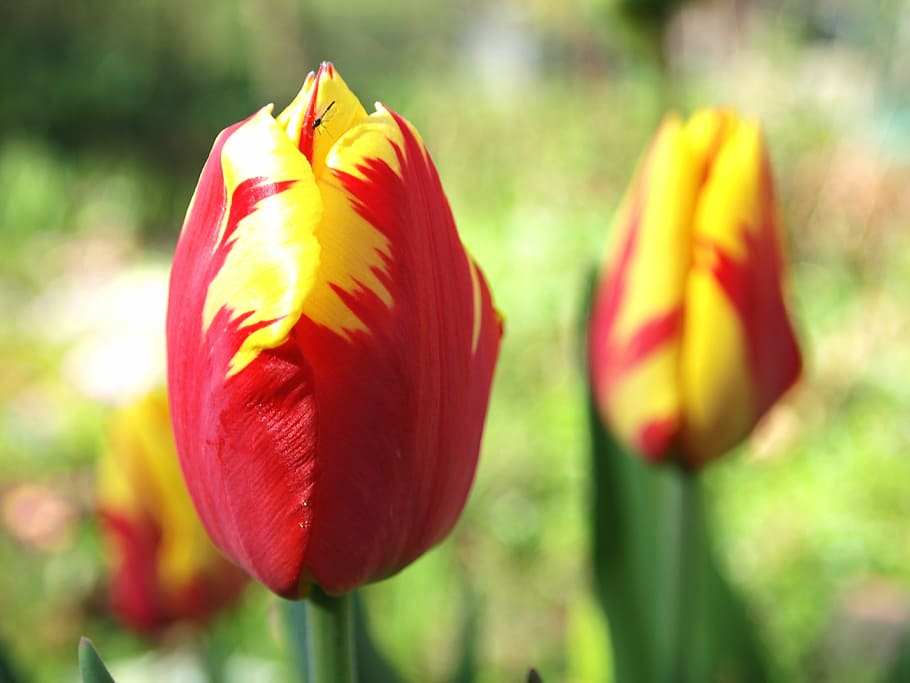 Tulip, Garden, Spring, Nature, Flowers, red, plant, colorful HD wallpaper