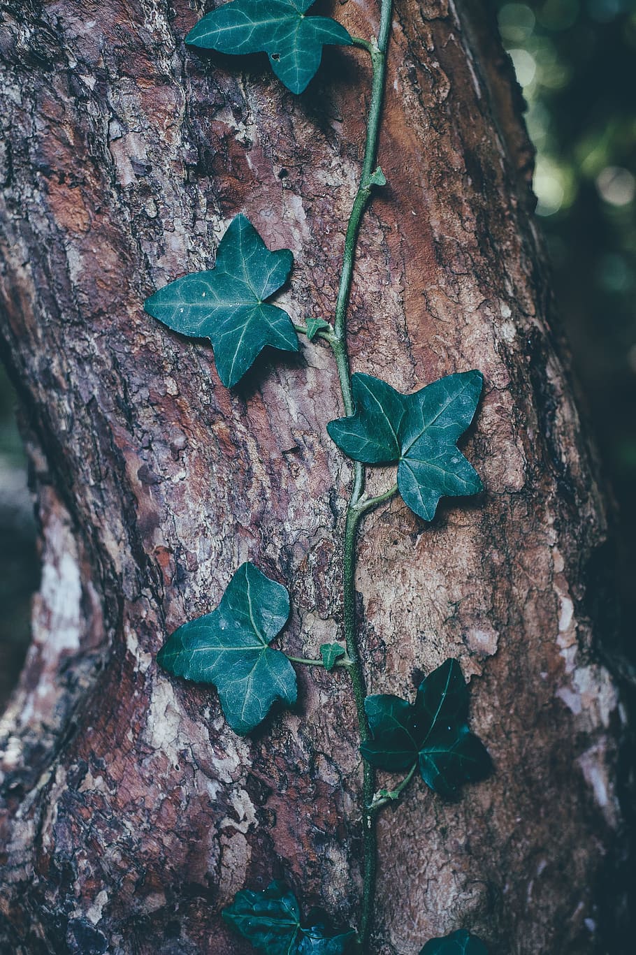 green octave plant at tree, bark, blur, close-up, environment HD wallpaper
