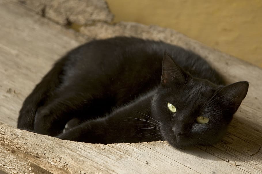 cat, animals, cat face, animal themes, domestic cat, mammal HD wallpaper