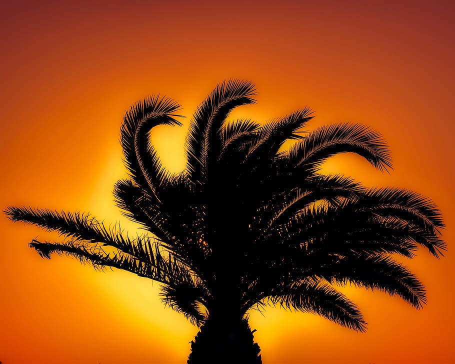 palm tree, sunset, sunlight, orange, summer, exotic, tropical HD wallpaper