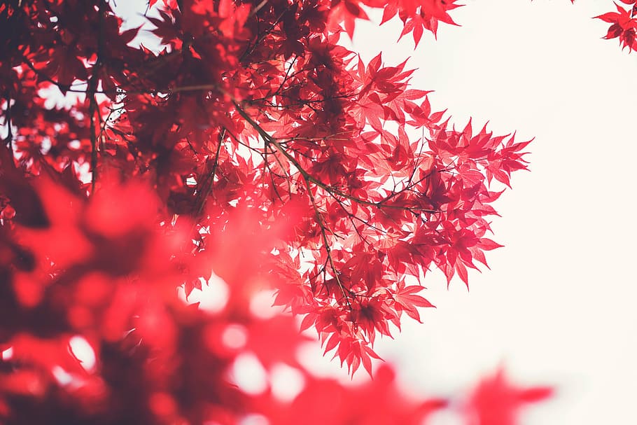 red leafed plant, leaves, branches, trees, nature, season, backgrounds HD wallpaper