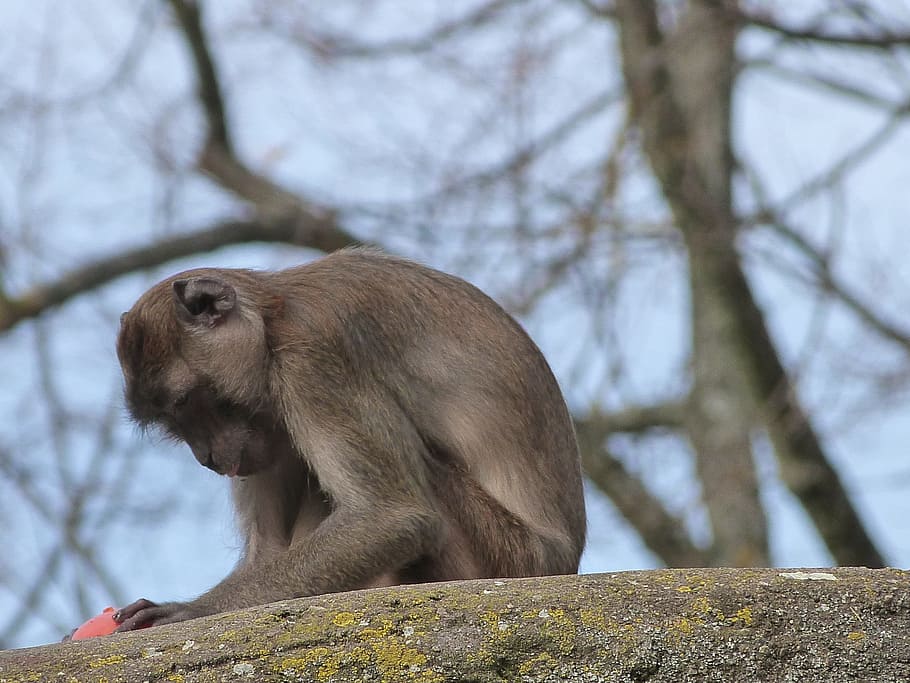 Macaque, Monkey, crabier, animal wildlife, one animal, animals in the wild HD wallpaper