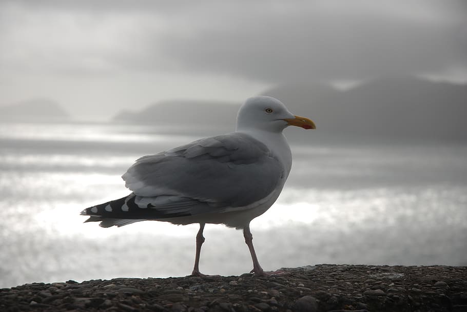 gull, ireland, dingle, slea head, castlecove, ventry, doonsehan HD wallpaper