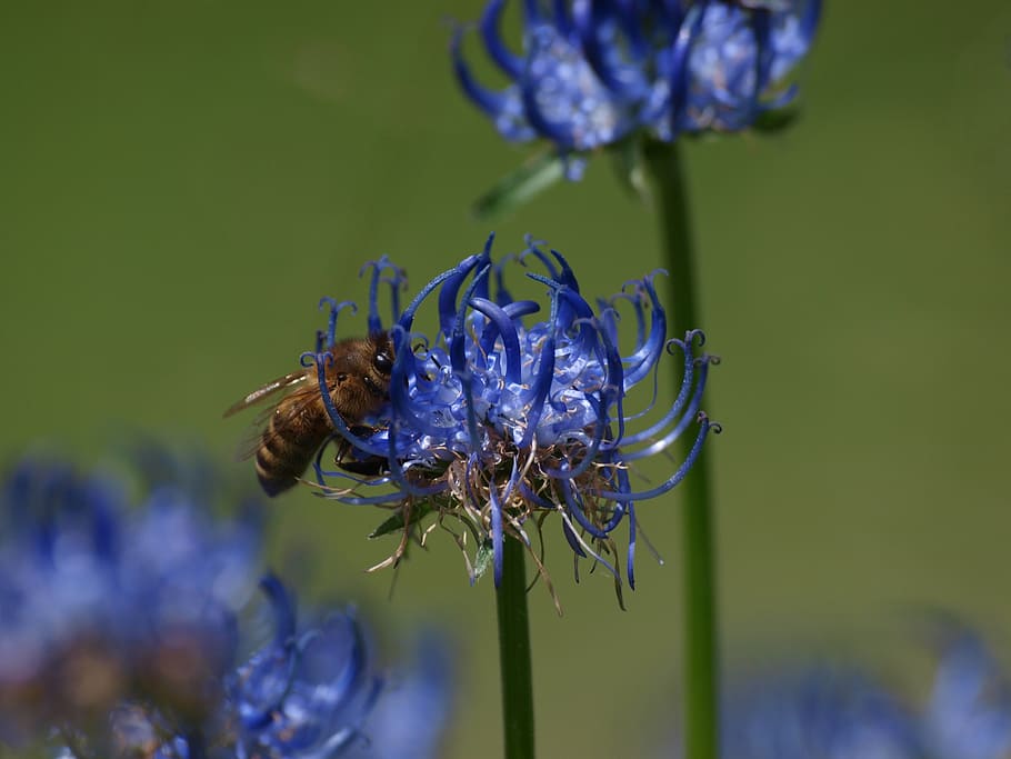 flower, bee, blossom, bloom, insect, pollen, nature, summer HD wallpaper