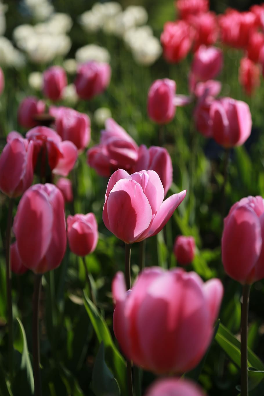 nature, plants, flowers, summer, leaf, tulip, april, garden HD wallpaper