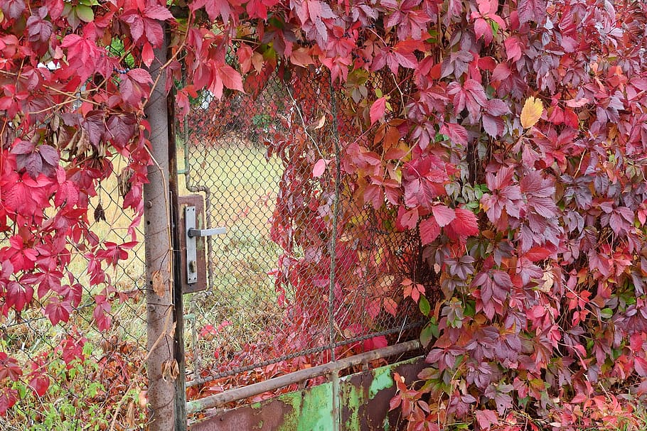 Goal, Overgrown, Plot, Gate, Autumn, overgrown plot, garden HD wallpaper