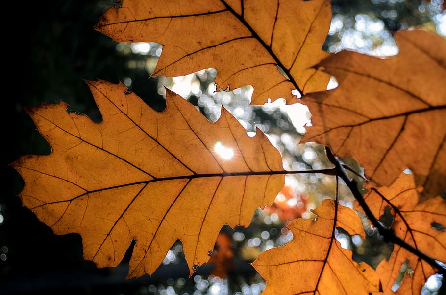 leaf, autumn, sunlight, plant part, tree, no people, nature HD wallpaper