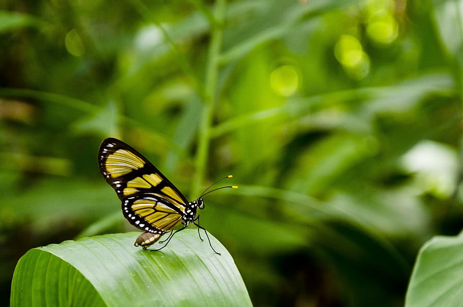 close-up photo of yellow and black butterfly perching on green leaf during daytime HD wallpaper