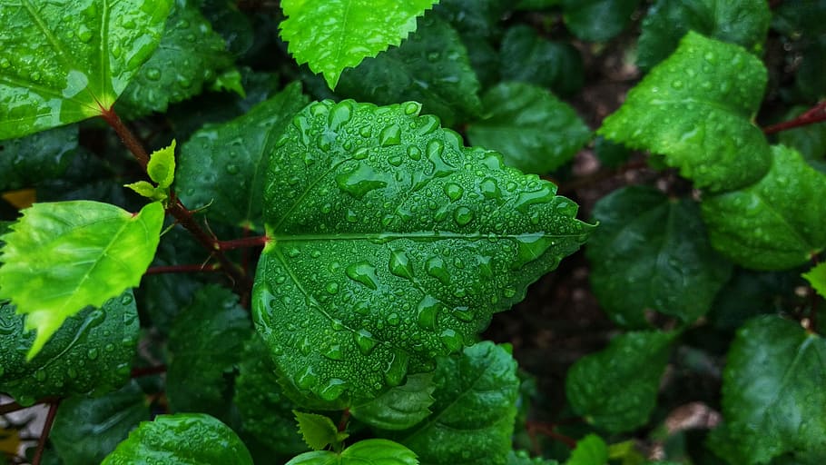 leaf, water, dew, leaves, morning, stem, plant part, green color HD wallpaper