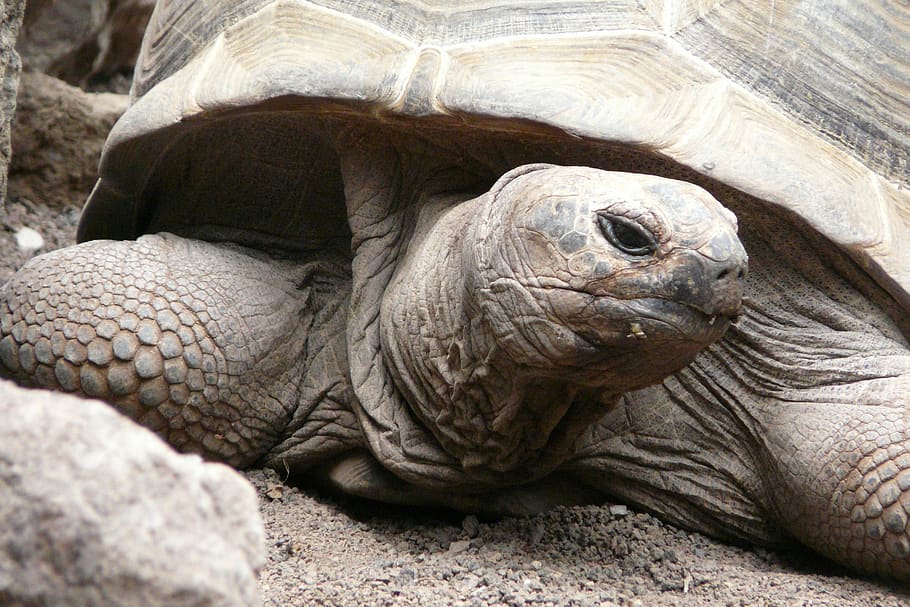 turtle, zoo, animal, animal themes, animal wildlife, animals in the wild HD wallpaper