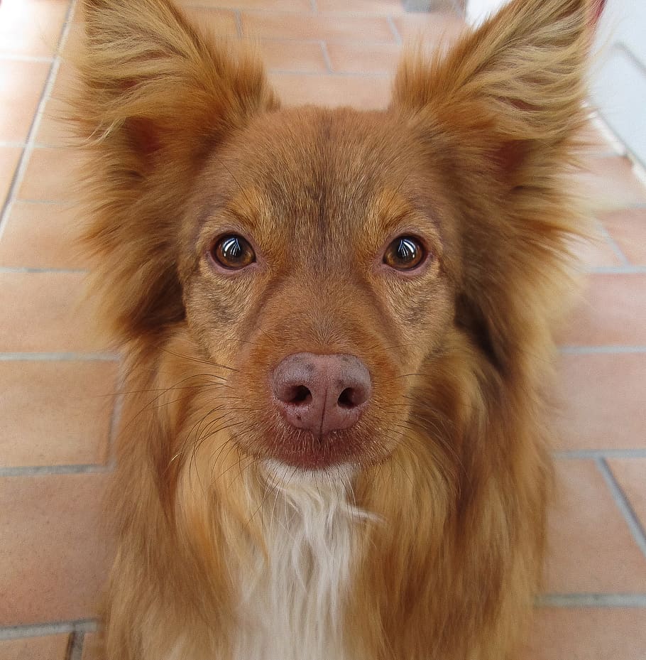 Dog, Eyes, Animals, pets, one animal, looking at camera, domestic animals HD wallpaper