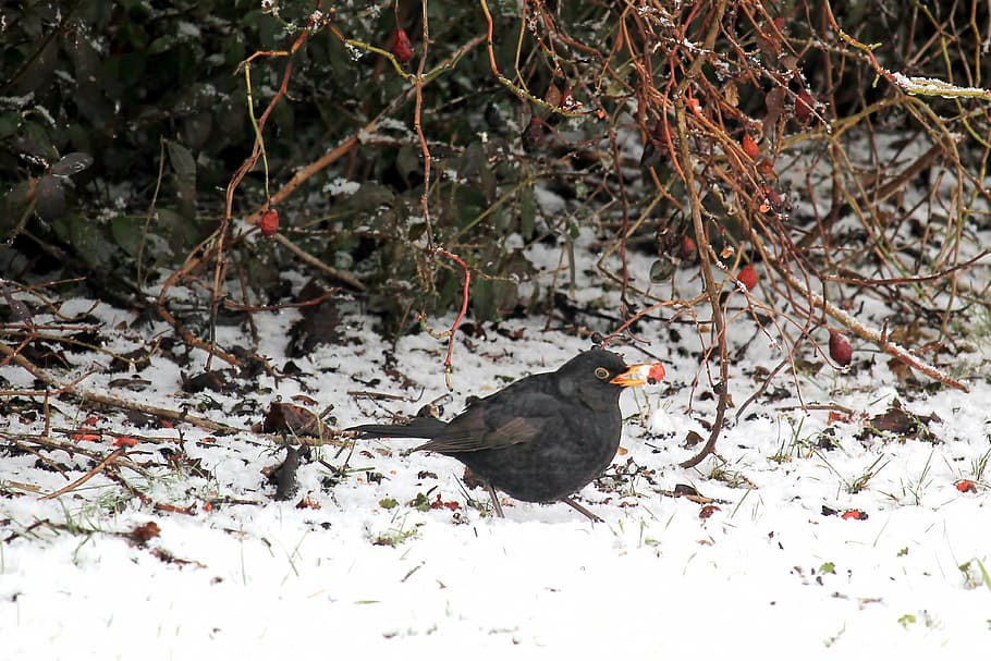 bird, blackbird, winter, foraging, songbird, eat, animal themes HD wallpaper
