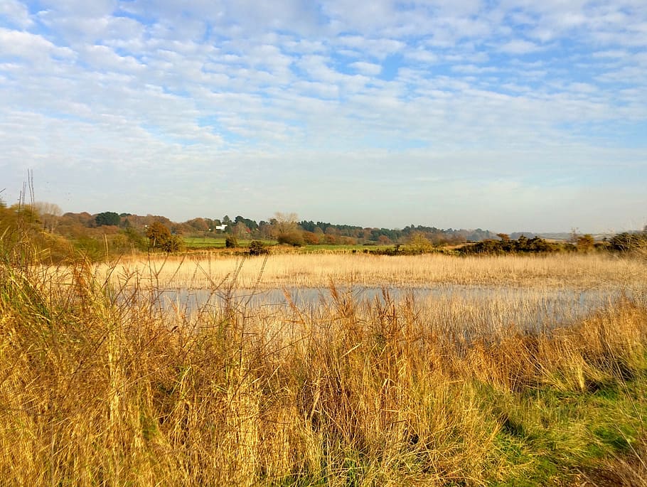 river, orwell, landscape, tranquil scene, tranquility, water HD wallpaper