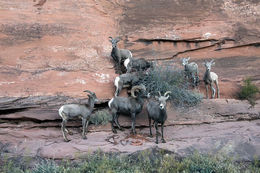 brown mountain goats on wall during daytime, Big Horn Sheep, Colorado, HD wallpaper