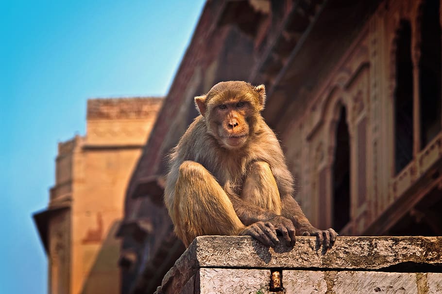 selective focus photo of primate, monkey, india, vrindavan, wild
