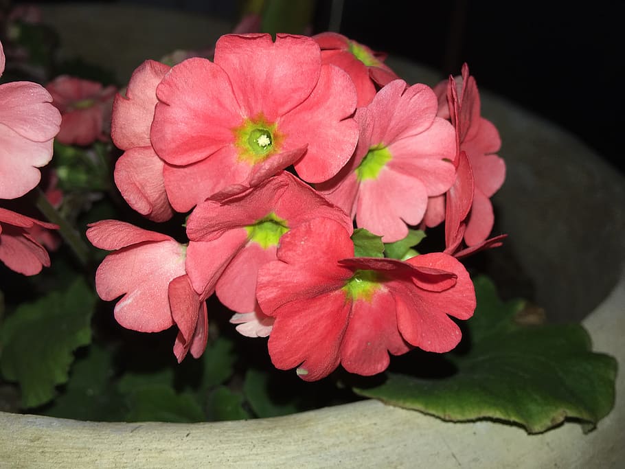 spring, red flower, nature, flowers, garden, colors, flowery HD wallpaper