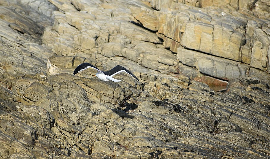 seabird, gull, rocks, cliff, flight, avian, fauna, animal wildlife HD wallpaper