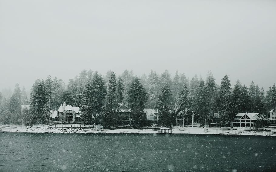 grayscale photo of houses surrounded by trees, landscape photography of body of water surrounded with trees HD wallpaper