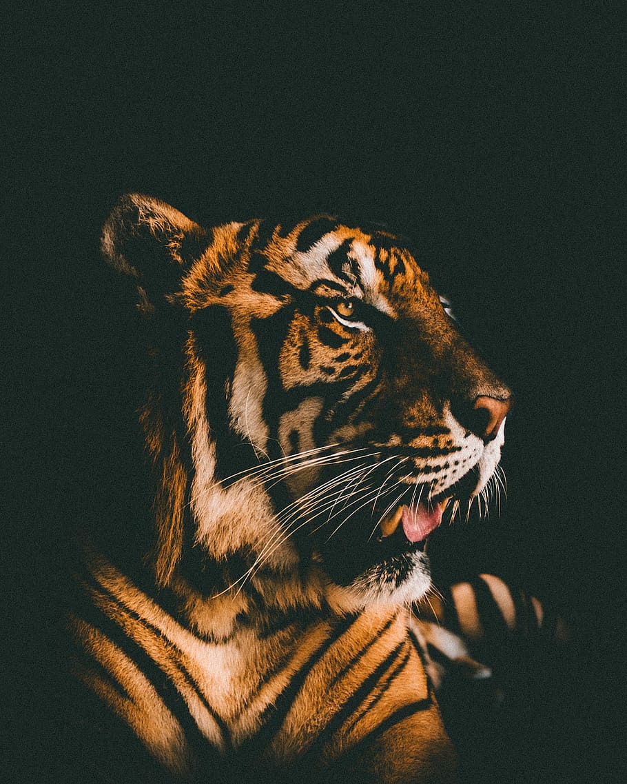 adult tiger prone lying inside dim lighted room, bengal tiger