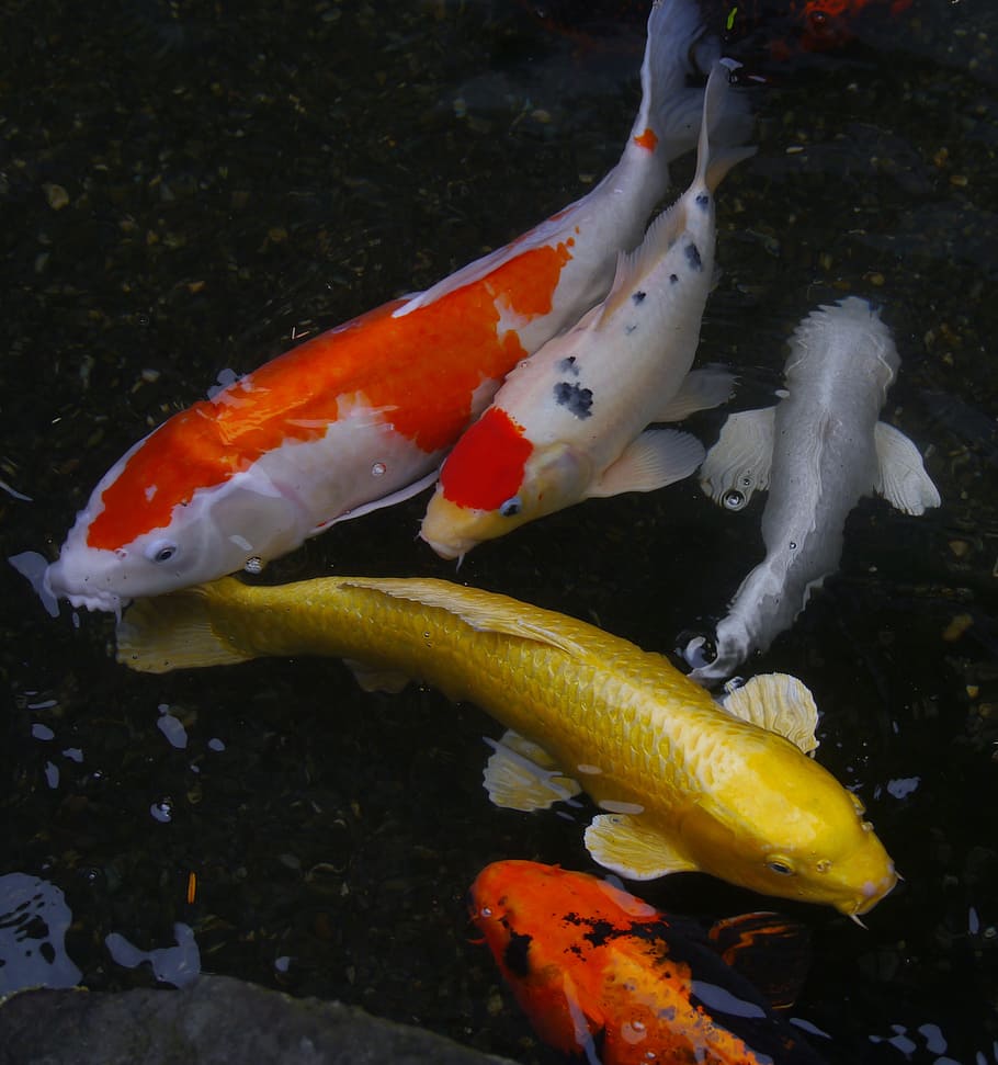 HD wallpaper: four koi fishes, Aquarium, Colored, Carp, Koi, Fish ...