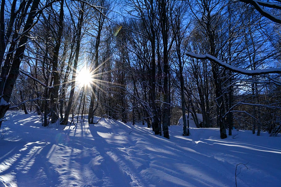 winter, mountain, sunshine, snow, trees, blue, forest, shadows HD wallpaper