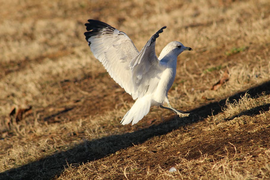 seagull, bird, flight, nature, white, wildlife, beach, feather HD wallpaper