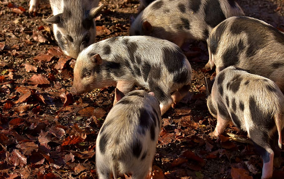 piglet, small pigs, mini, cute, sweet, funny, play, wildpark poing HD wallpaper