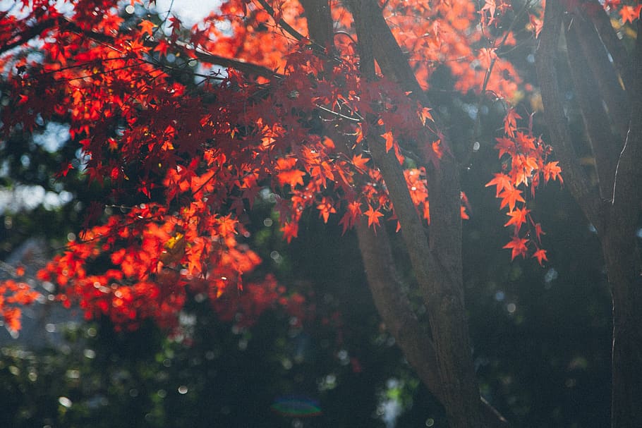 maple, autumn, fall, season, leaf, red, fall leaves, autumn leaves HD wallpaper