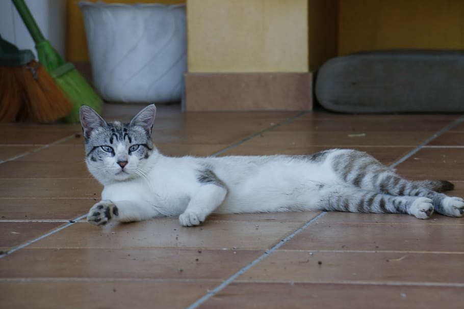 cat, laziness, rest, kitten, feline, animal, feline stopped HD wallpaper