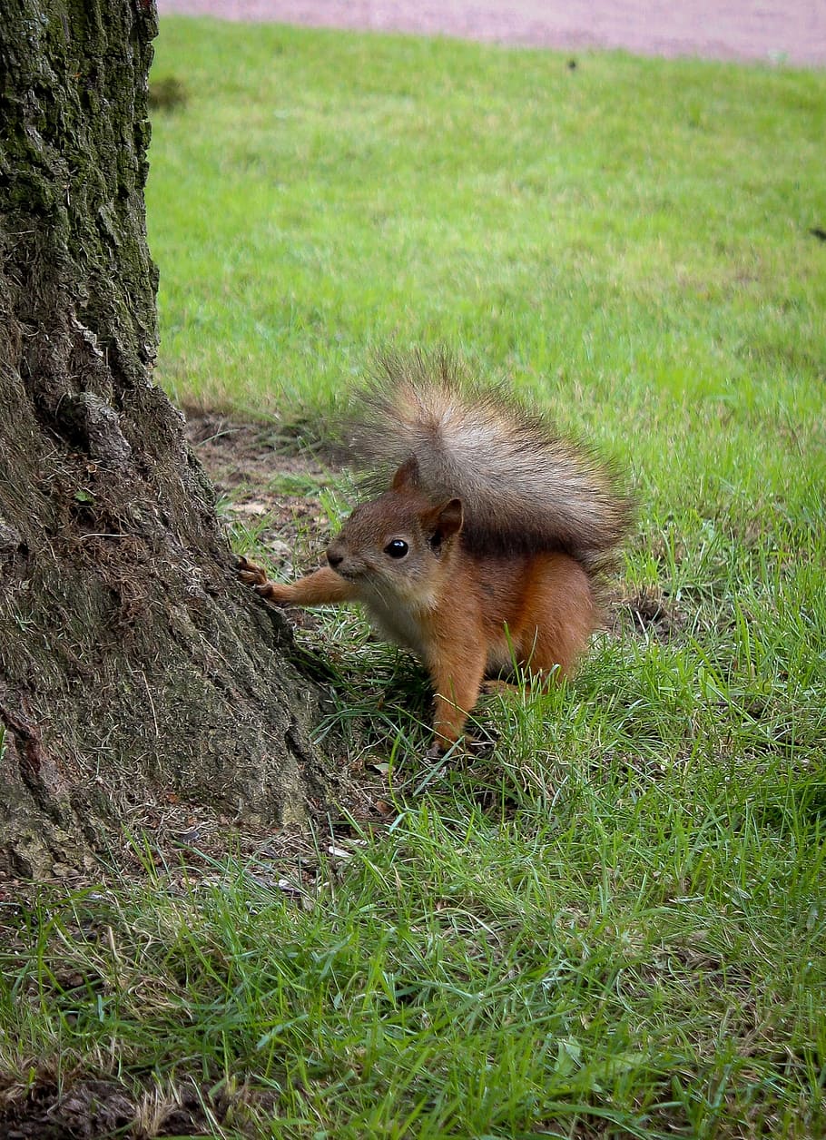 Squirrel, Tail, Fluffy, Walnut, curiosity, one animal, animals in the wild HD wallpaper