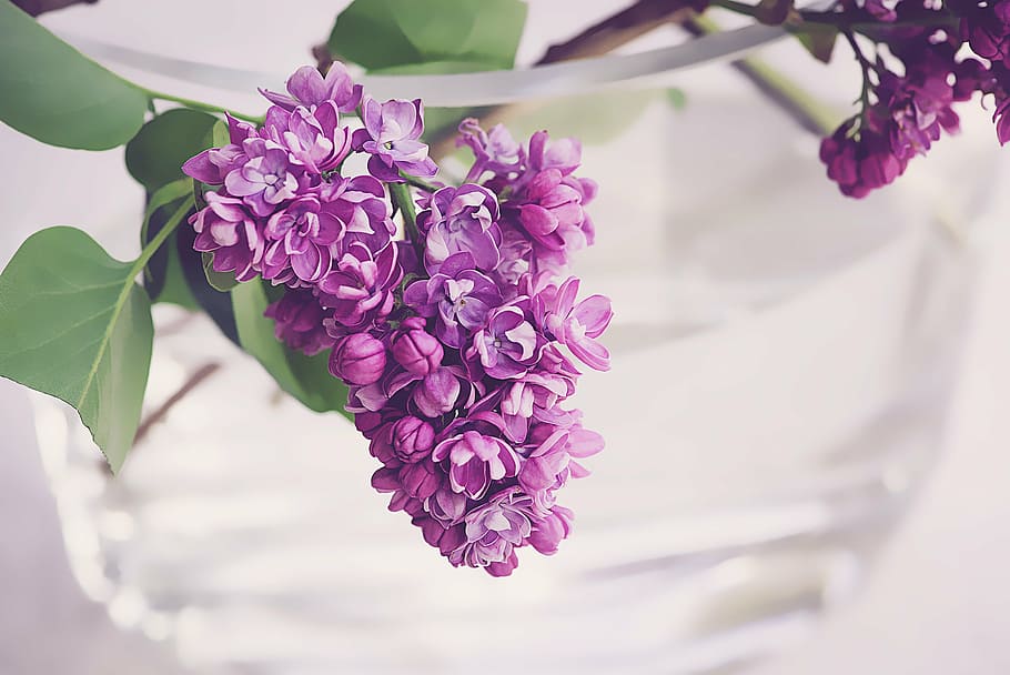 photo of purple petaled flower, lilac, violet, spring, bloom HD wallpaper
