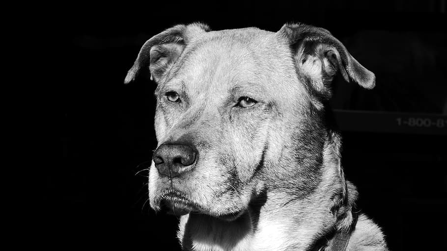 gray dog, boxer, labrador, mixed breed, black and white, animal HD wallpaper
