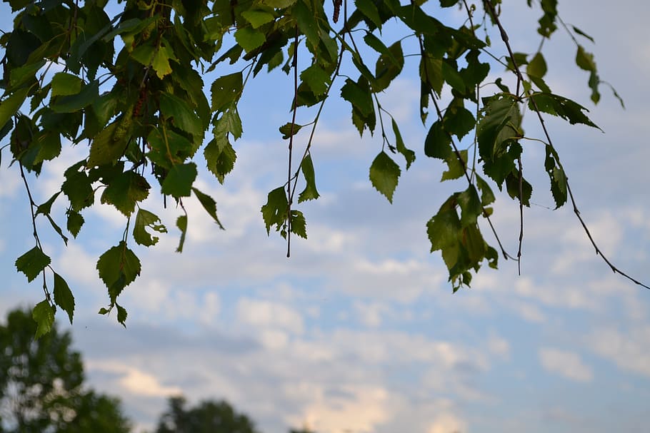 Plate, Tree, sky, outdoors, leaf, nature, no people, plant HD wallpaper