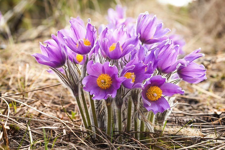 flowers, spring, plants, nature, summer, crocus, season, springtime HD wallpaper