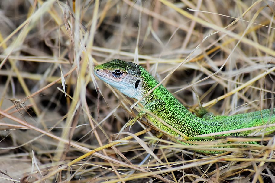lizard, reptile, green, animal themes, one animal, animal wildlife HD wallpaper