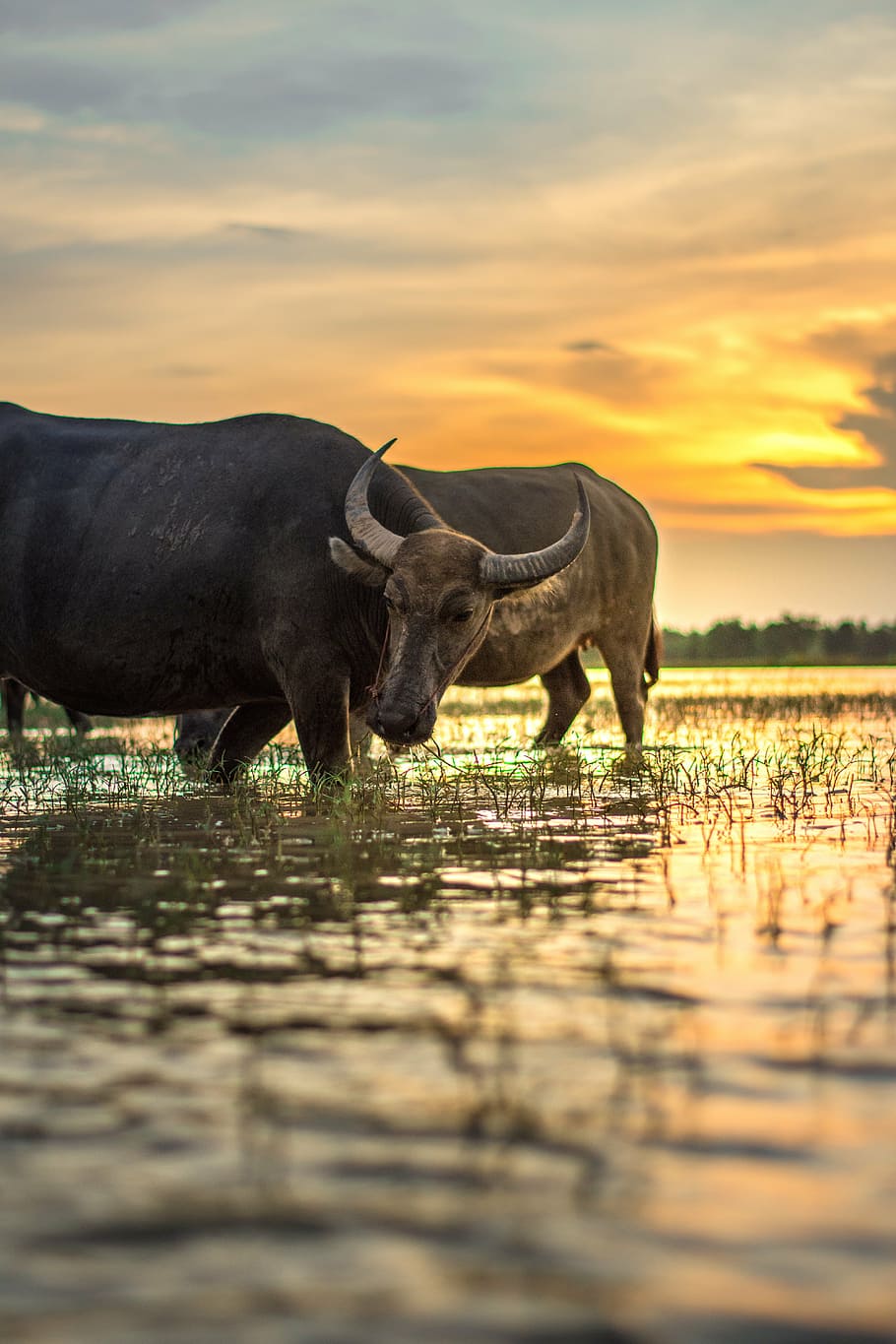 buffalo, outside of the house, thailand, countryside, people, HD wallpaper