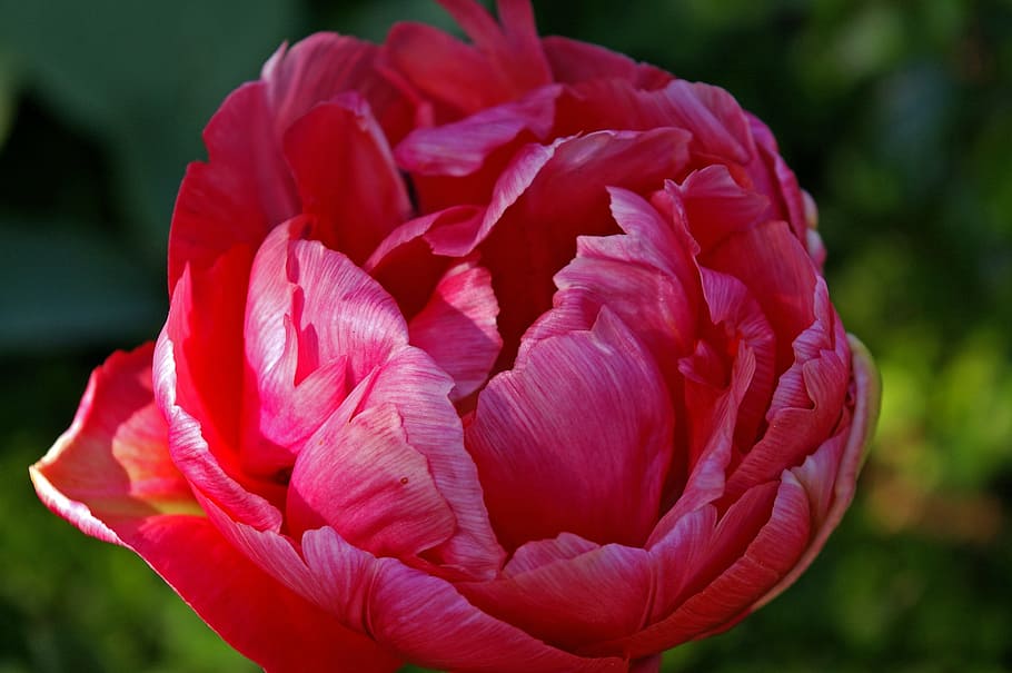 tulips, red, flower, spring, nature, flowers, bloom, spring flower HD wallpaper