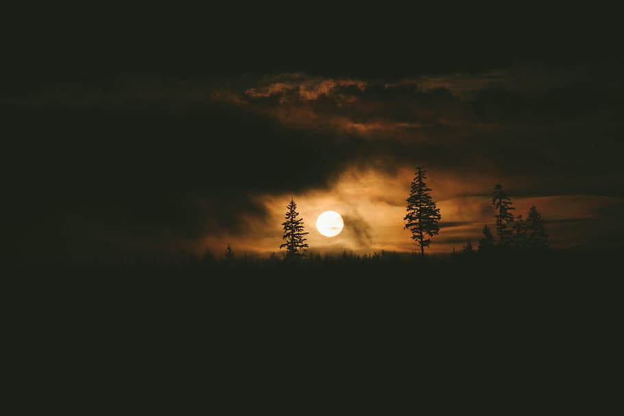 silhouette of trees at sunset, dark, night, moon, light, plant HD wallpaper