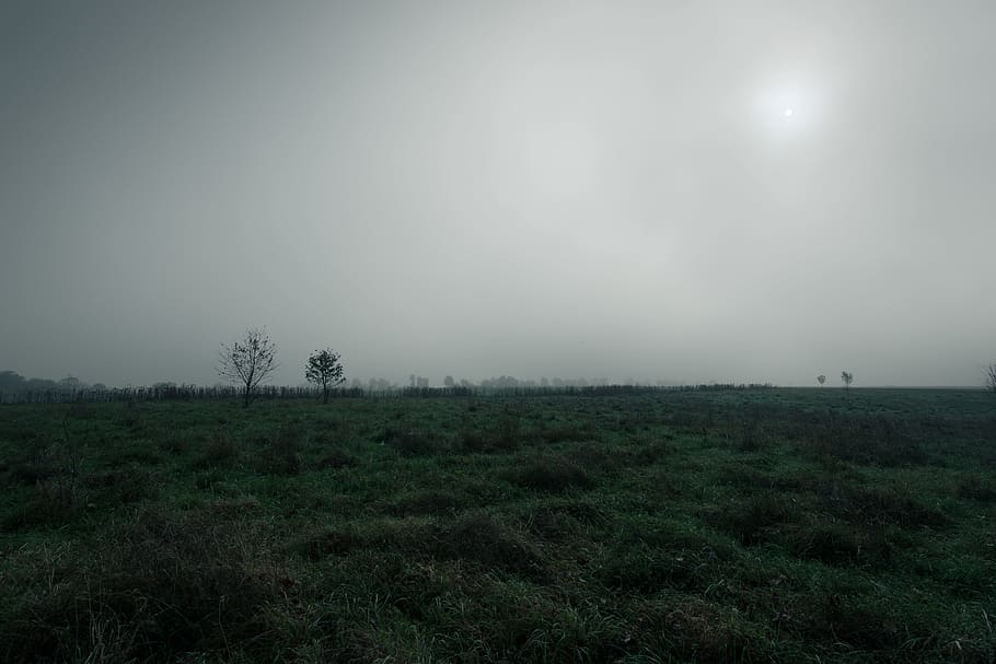 tree on green field, green grass field under cloudy sky, landscape photography HD wallpaper